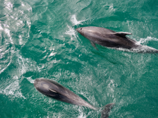 Nieuw-Zeeland - Bay of Islands