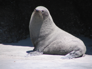 Nieuw-Zeeland - Voorzichtig!