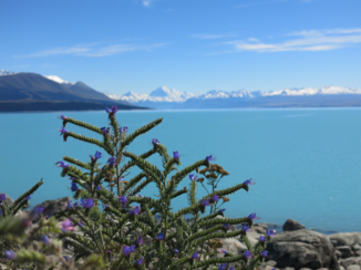 Nieuw-Zeeland - Mount Cook