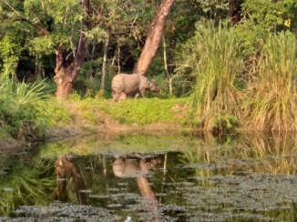 Noordereiland - Neushoorns in Chitwan National park Nepal
