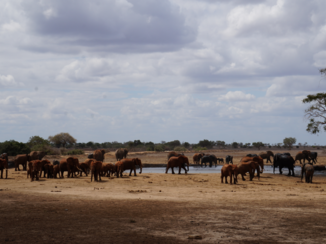 Tui - Satao Camp Tsavo East