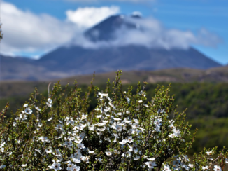 Nieuw-Zeeland - Whakapapa