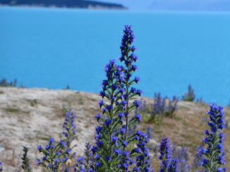 Nieuw-Zeeland - Lake Pukaki en Mount Cook