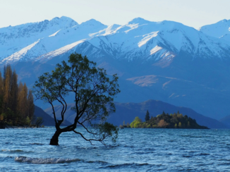 Nieuw-Zeeland - Wanaka tree