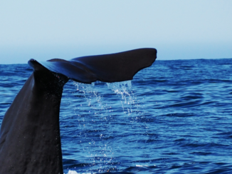 Nieuw-Zeeland - Sperm whale, Kaikoura