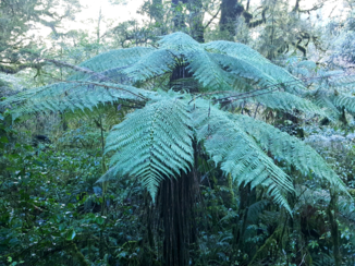 Nieuw-Zeeland - Fern palm