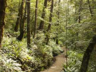 Kepler Track - Fairy woods