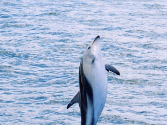 Nieuw-Zeeland - Springende Dusky dolfijn