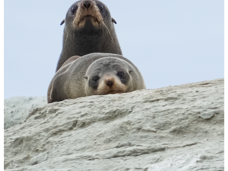 Nieuw-Zeeland - Hai there ! at Point Kean