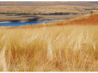 Nieuw-Zeeland - Tekapo Walkway
