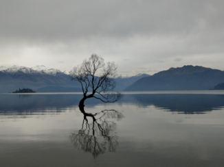 Nieuw-Zeeland - that Wanaka tree