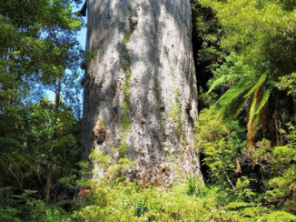 Nieuw-Zeeland - de Grootste Kauri (omtrek 17 meter)